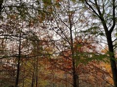 -上海海湾国家森林公园