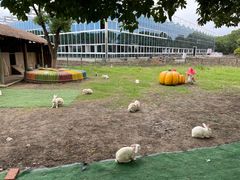 -苏州太湖西山岛开心农场