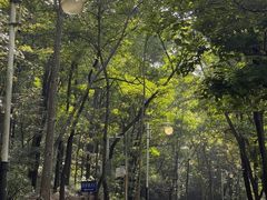 -风云岭森林公园