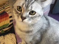 -宠爱国际动物医院·消化内科·心肾内科·ISFM猫友好(望京店)