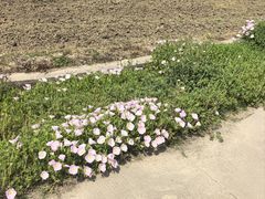 -嘉北郊野公园