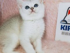 -十年猫舍·猫咪专门店(普陀店)
