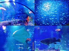 -沈阳海洋探索中心