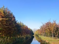 -溱湖国家湿地公园