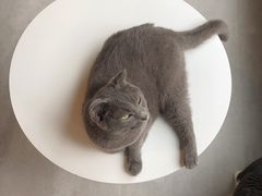 -猫儿山۰猫主题餐厅