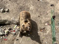 -新疆天山野生动物园