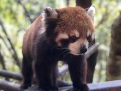 -普洱太阳河森林公园