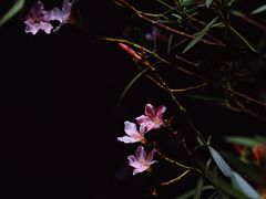 -福田红树林生态公园