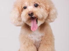 -佳雯宠物医院(四明中路分院)