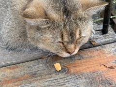 -喵屿·大理花园猫咖