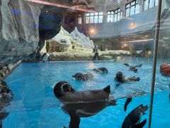 -帝企鹅自助餐厅•儿童岛•真企鹅(长隆企鹅酒店)