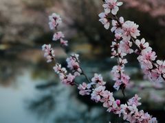 -国家植物园