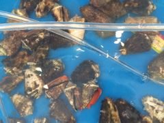 -顺峰渔港中国人的餐厅