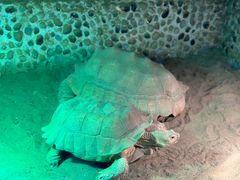 -上海大自然野生昆虫馆