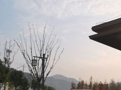 -千年银杏谷文化旅游区