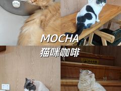 -MOCHA明星猫咖(田子坊店)