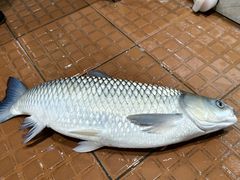 -港升鱼师傅·中山脆肉鲩