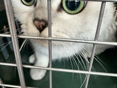 -伟伟宠物医院·瑞派猫友好医院·猫科(光谷店)