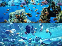 -海合安成都极地海洋公园