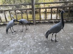 -石家庄市动物园