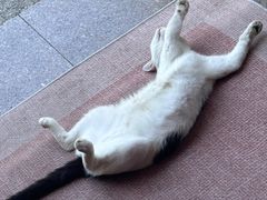 -嘉馨宠物医院·CT影像转诊·心脏科·犬猫全科诊疗中心(下沙大学城院区)