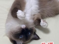 -创凡宠物医院·骨专科  猫科中心(西乡分院)