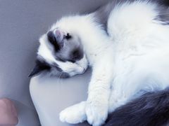 -怪兽屋·羊驼·猫咖·狗咖(俊华广场店)