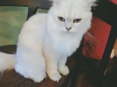 -李小姐の猫咖啡馆(五角场店)