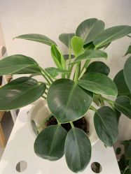 -慈蕊美容养生·专业经络调理