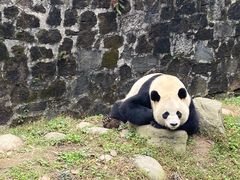 -都江堰中华大熊猫苑