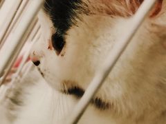 -Cappucimeow猫咪咖啡馆(韦伯时代店)