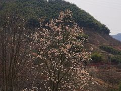 -新建村梅花