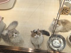 -momokira米努特·德文卷毛猫·棉花面纱犬