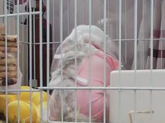 -北京观赏动物医院·24小时大型综合·猫专科·异宠专科