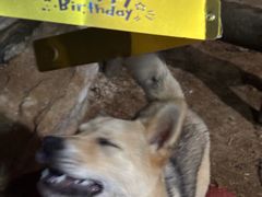 -提亚烘焙·手作面包·生日蛋糕(七星店)