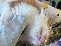 -平行世界·猫咖(首经贸店)
