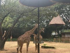 -广州长隆野生动物世界