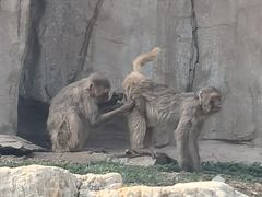 -石家庄市动物园