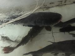 -金台阶鱼馆(于桥水库店)