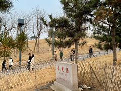 -小麦岛公园