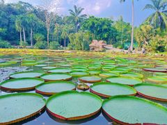-中国科学院西双版纳热带植物园