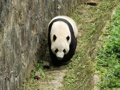 -都江堰中华大熊猫苑