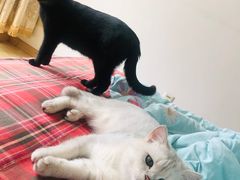-糯米喵星人总部直营旗舰店·猫舍·幼猫出售