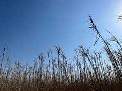 -宁波杭州湾国家湿地公园