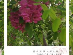 -永定河休闲森林公园