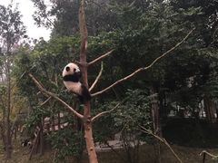 -成都大熊猫繁育研究基地