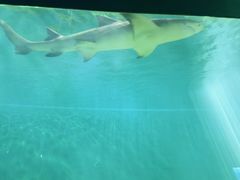 -北戴河圣蓝海洋公园