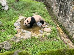 -都江堰中华大熊猫苑