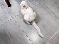 -家烧面馆【南山路知名经典面食】