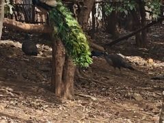 -合肥野生动物园